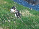 Iona